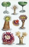Coral Anemones Vintage Art
