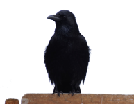 Crow Bird Transparent PNG