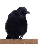 Crow Bird Transparent PNG