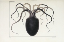 Octopus Squid Vintage