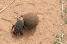 Large Black Dung Beetle At Work