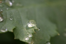 Large Water Drop On Poppy Leaf