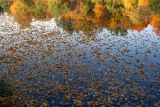 Leaves Flowing On The Lake
