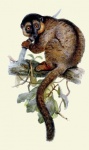 Lemur, Monkey Vintage Art