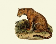 Leopard Vintage Art