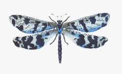 Dragonfly Blue Vintage Art