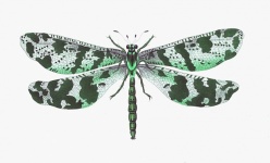 Dragonfly Green Vintage Art