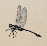 Dragonfly Vintage Art Old