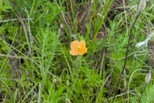 Light Orange Iceland Poppy Flower