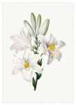 Lily Flower Art Vintage