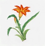 Lily Flowers Vintage Art