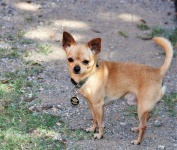 Little Brown Chihuahua Dog