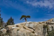 Lone Pine Tree Rocy Ledge