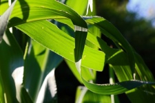 Long Green Curled Leaves Of Maize