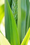 Long Green Leaves On A Maize Plant