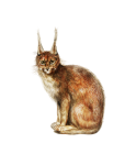 Lynx Animal Vintage Clipart