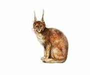 Lynx Animal Vintage Poster