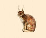 Lynx Animal Vintage Poster