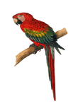 Macaw Vintage Art