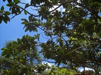Magnolia Tree With Leaf Clusters