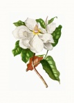 Magnolia Blossoms Vintage Art