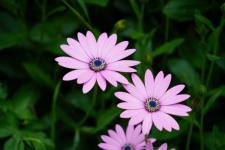 African Daisies