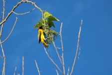 Masked Yellow Weaver & New Nest