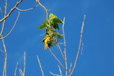 Masked Yellow Weaver Building Nest