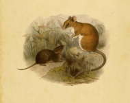 Mice Vintage Painting