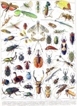 Millot Insects Vintage Art