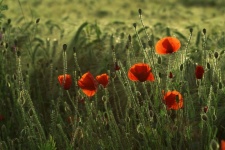 Poppies Field Blossoms Nature