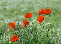 Poppies Field Blossoms Nature