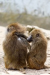 Monkeys Grooming
