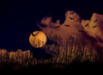 Moon Rise Over Meadow With Bats