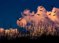 Moon Rise Over Meadow With Bats