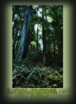 Muir Woods Travel Poster