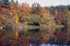Multicolour Forest On The Lake