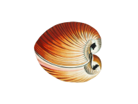 Seashell Clipart Vintage Art