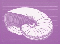 Seashell Retro Poster Print