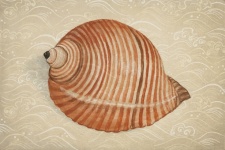Seashell Vintage Poster Art