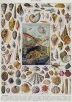 Seashells Octopus Vintage Art