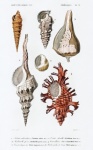 Seashells Tropical Vintage Art