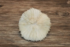 Mushroom Coral Close-up