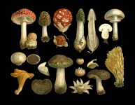 Mushrooms Vintage Art Print