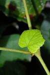 New Green Leaf On A Grapevine