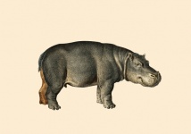 Hippo Animal Vintage Poster