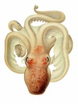 Octopus Vintage Art Print