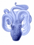 Octopus Vintage Clipart Blue