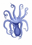 Octopus Vintage Clipart