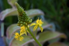 Open Yellow Florets On A Bulbinella